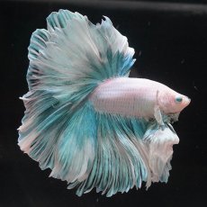 画像7: HM　ファンシー　ローズテール (7)