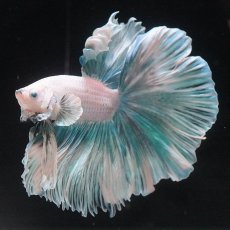 画像6: HM　ファンシー　ローズテール (6)