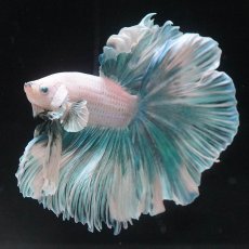 画像1: HM　ファンシー　ローズテール (1)