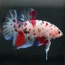 画像1: GHMPK　ファンシークリア (1)