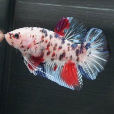 画像8: GHMPK　ファンシークリア (8)