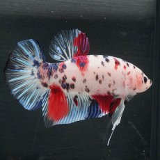 画像7: GHMPK　ファンシークリア (7)