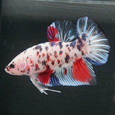 画像2: GHMPK　ファンシークリア (2)