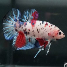 画像5: GHMPK　ファンシークリア (5)