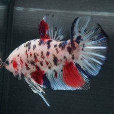 画像6: GHMPK　ファンシークリア (6)