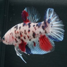 画像4: GHMPK　ファンシークリア (4)