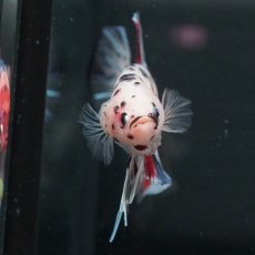 画像3: GHMPK　ファンシークリア (3)