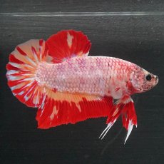 画像1: GHMPK　キャンディ　変わり柄 (1)