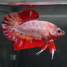 画像6: GHMPK　キャンディ　変わり柄 (6)