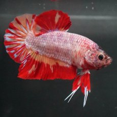 画像3: GHMPK　キャンディ　変わり柄 (3)