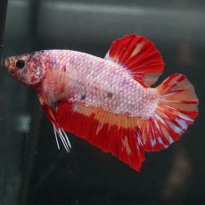 画像2: GHMPK　キャンディ　変わり柄 (2)