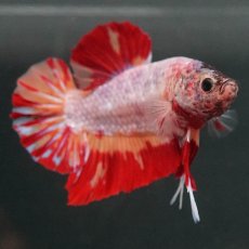 画像5: GHMPK　キャンディ　変わり柄 (5)