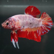 画像4: GHMPK　キャンディ　変わり柄 (4)