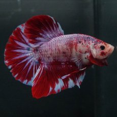 画像10: GHMPK　レッドギャラクシー (10)