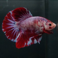 画像8: GHMPK　レッドギャラクシー (8)