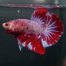 画像12: GHMPK　レッドギャラクシー (12)