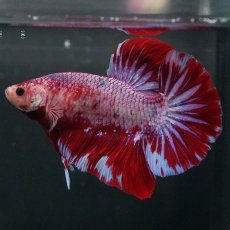 画像11: GHMPK　レッドギャラクシー (11)