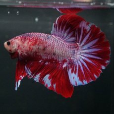 画像7: GHMPK　レッドギャラクシー (7)