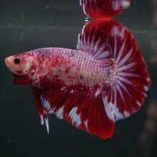 画像9: GHMPK　レッドギャラクシー (9)