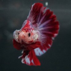 画像6: GHMPK　レッドギャラクシー (6)