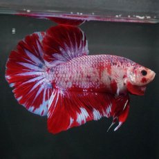 画像5: GHMPK　レッドギャラクシー (5)