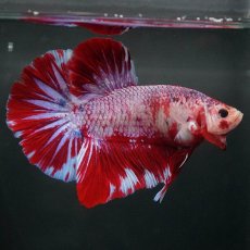 画像1: GHMPK　レッドギャラクシー (1)