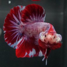 画像3: GHMPK　レッドギャラクシー (3)