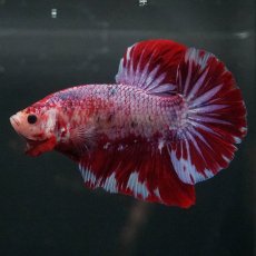 画像4: GHMPK　レッドギャラクシー (4)