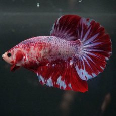 画像2: GHMPK　レッドギャラクシー (2)