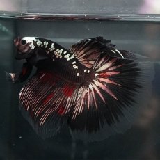 画像12: GHM　ブラックカッパー (12)