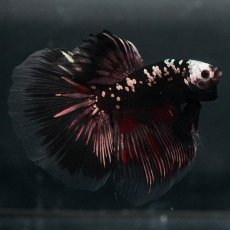 画像1: GHM　ブラックカッパー (1)