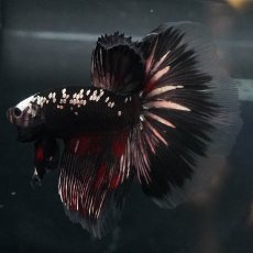 画像4: GHM　ブラックカッパー (4)