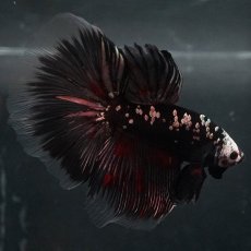 画像13: GHM　ブラックカッパー (13)