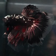 画像2: GHM　ブラックカッパー (2)