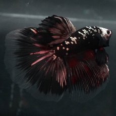 画像11: GHM　ブラックカッパー (11)