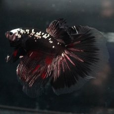 画像10: GHM　ブラックカッパー (10)