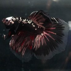 画像8: GHM　ブラックカッパー (8)