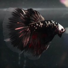 画像9: GHM　ブラックカッパー (9)