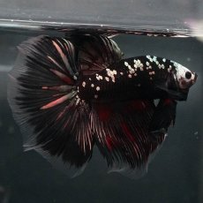 画像7: GHM　ブラックカッパー (7)