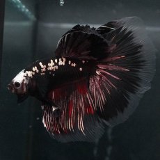 画像6: GHM　ブラックカッパー (6)