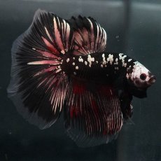 画像3: GHM　ブラックカッパー (3)