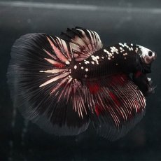 画像5: GHM　ブラックカッパー (5)