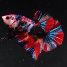 画像2: HMPK　キャンディギャラクシー (2)