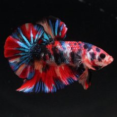 画像5: HMPK　キャンディギャラクシー (5)