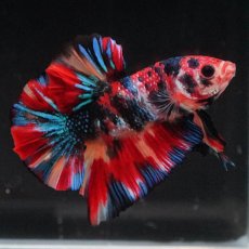 画像3: HMPK　キャンディギャラクシー (3)