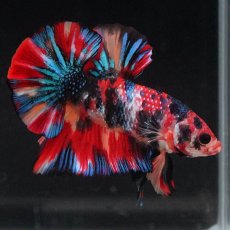 画像1: HMPK　キャンディギャラクシー (1)