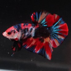 画像7: HMPK　キャンディギャラクシー (7)