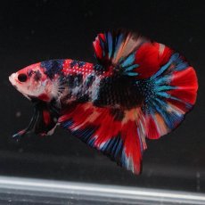 画像6: HMPK　キャンディギャラクシー (6)