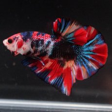 画像4: HMPK　キャンディギャラクシー (4)