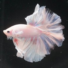 画像15: HM　ホワイトファンシー (15)